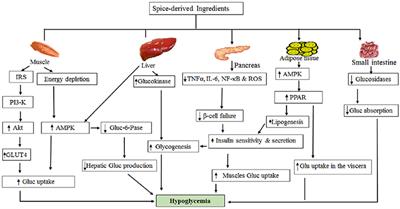 Spice-Derived Bioactive Ingredients: Potential Agents or Food Adjuvant in the Management of Diabetes Mellitus